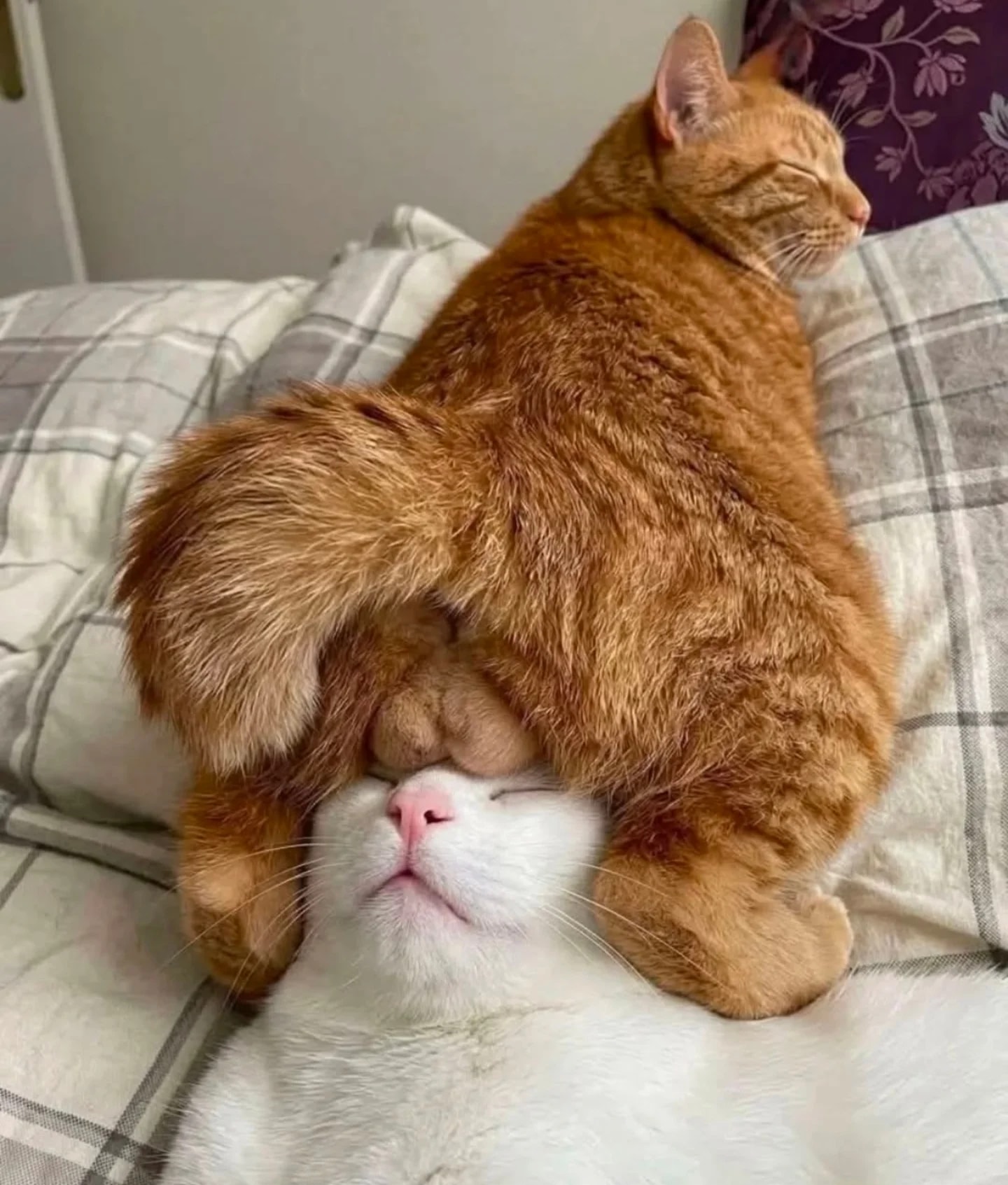 Deux chats roux et blanc qui dorment enlacés sur un lit